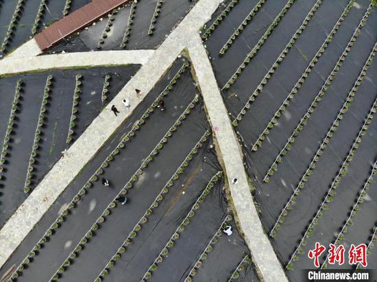 6月19日,航拍贵州省纳雍县寨乐蓝莓基地。中新网记者 石小杰 摄 6月19日,航拍贵州省纳雍县寨乐蓝莓基地。中新网记者 石小杰 摄