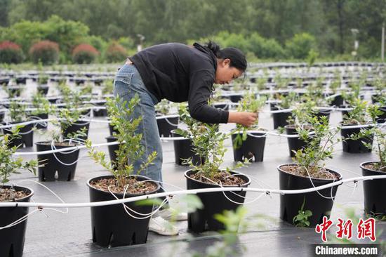 6月19日,纳雍县寨乐蓝莓基地的工作人员正在除草管护。中新网记者 石小杰 摄 6月19日,纳雍县寨乐蓝莓基地的工作人员正在除草管护。中新网记者 石小杰 摄