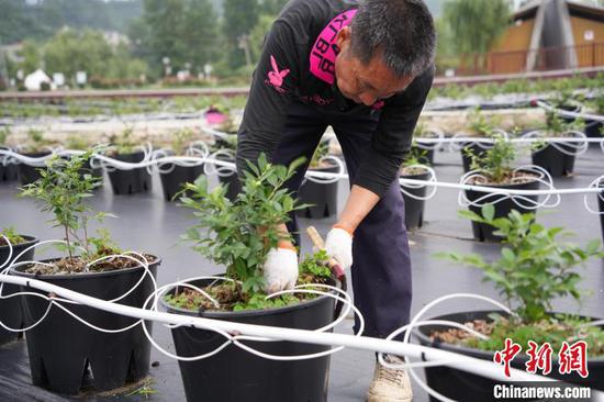 6月19日,纳雍县寨乐蓝莓基地的工作人员正在除草管护。中新网记者 石小杰 摄 6月19日,纳雍县寨乐蓝莓基地的工作人员正在除草管护。中新网记者 石小杰 摄