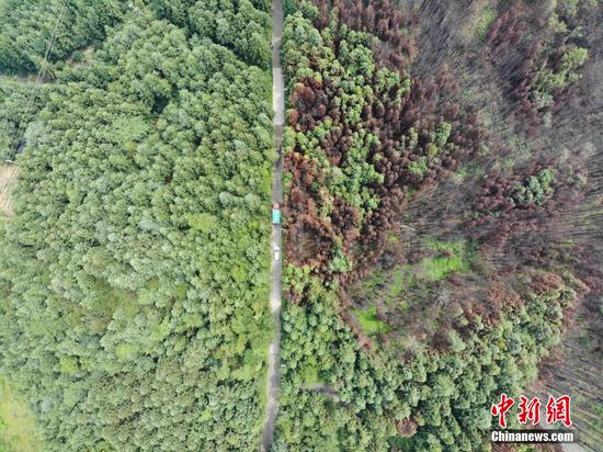 图为6月20日,航拍玉龙村林下灵芝基地。 图为6月20日,航拍玉龙村林下灵芝基地。