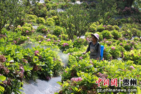 工人正在管护鲜花 余雷 摄 工人正在管护鲜花 余雷 摄