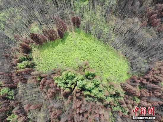 图为6月20日,航拍玉龙村林下灵芝基地。 图为6月20日,航拍玉龙村林下灵芝基地。