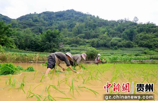 6月21日，农民在罗甸县龙坪镇坪寨村的田间插秧。史传鸿  摄