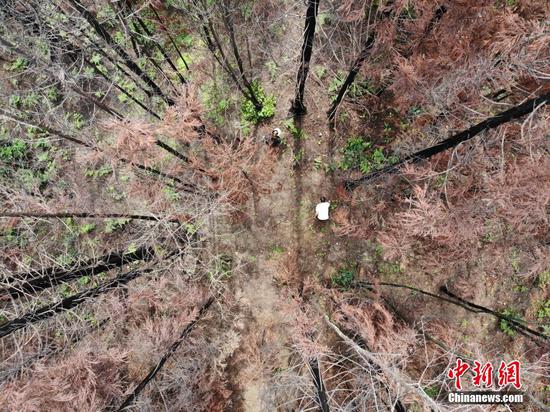 图为6月20日,航拍玉龙村林下灵芝基地的工作人员巡视灵芝长势。 图为6月20日,航拍玉龙村林下灵芝基地的工作人员巡视灵芝长势。