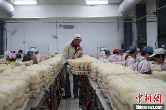 图为6月21日,工人在食用菌生产企业车间里搬运金针菇。中新网记者 石小杰 摄 图为6月21日,工人在食用菌生产企业车间里搬运金针菇。中新网记者 石小杰 摄