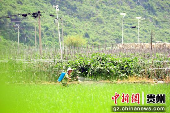 6月21日，农民在罗甸县龙坪镇罗化村的田间进行病虫害防治。班方智  摄