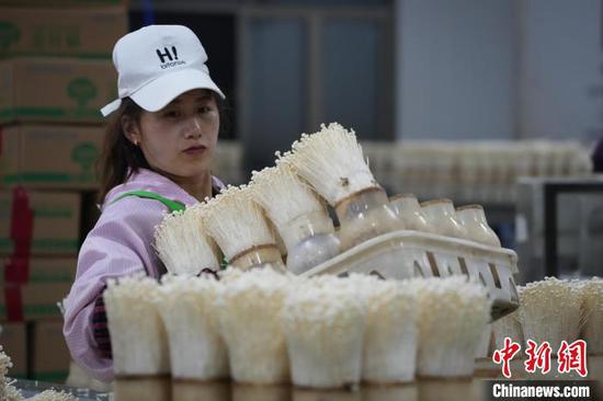 图为6月21日,工人在食用菌生产企业车间里搬运金针菇。周燕玲 摄 图为6月21日,工人在食用菌生产企业车间里搬运金针菇。周燕玲 摄