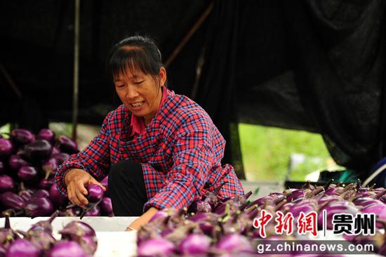 6月21日，农民在罗甸县龙坪镇坪寨村分拣刚采收的茄子。班方智  摄