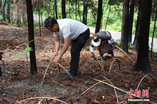 图为6月20日,玉龙村林下灵芝基地工作人员为灵芝“搭棚”。 图为6月20日,玉龙村林下灵芝基地工作人员为灵芝“搭棚”。