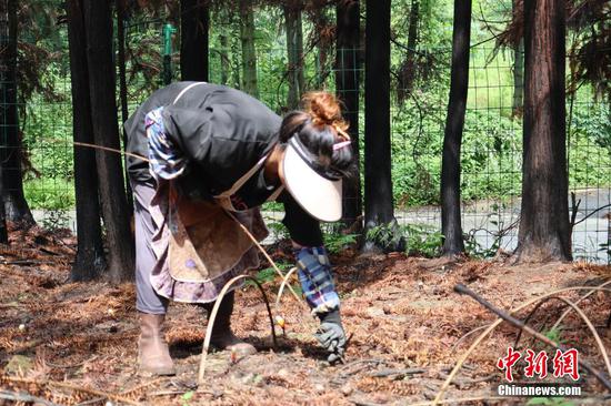 图为6月20日,玉龙村林下灵芝基地工作人员为灵芝“搭棚”。 图为6月20日,玉龙村林下灵芝基地工作人员为灵芝“搭棚”。