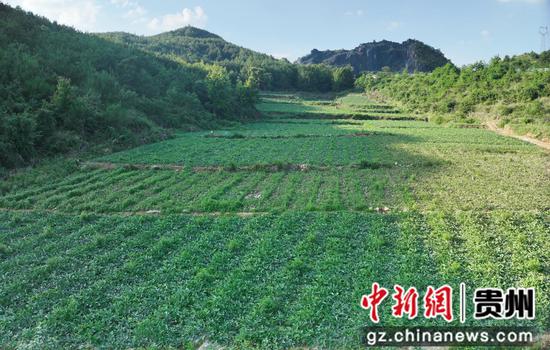 桃园旁的西瓜地 桃园旁的西瓜地