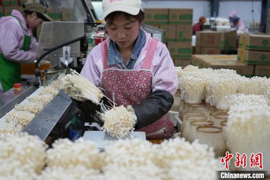 图为6月21日,工人在食用菌生产企业车间里给金针菇称重打包。中新网记者 石小杰 摄 图为6月21日,工人在食用菌生产企业车间里给金针菇称重打包。中新网记者 石小杰 摄