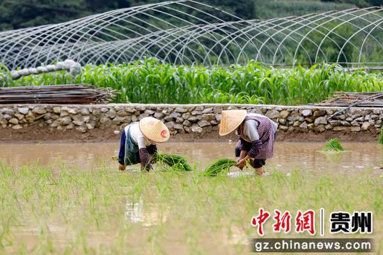 6月21日，农民在罗甸县龙坪镇坪寨村的田间插秧。史传鸿  摄