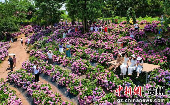 绣球花醉美游人。 徐雁摄 绣球花醉美游人。 徐雁摄
