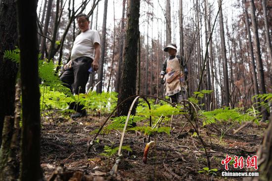 图为6月20日,玉龙村林下灵芝基地的工作人员查看灵芝长势。 图为6月20日,玉龙村林下灵芝基地的工作人员查看灵芝长势。