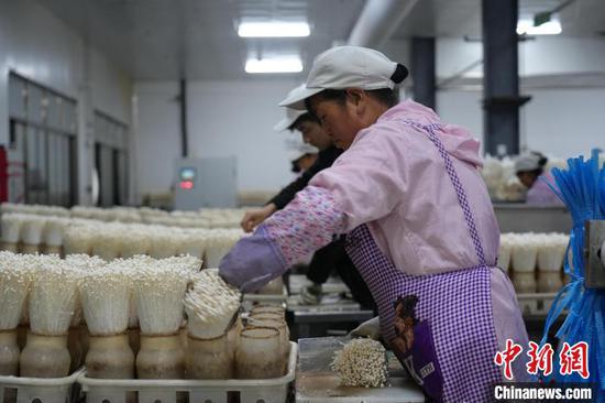 图为6月21日,工人在食用菌生产企业车间里切割金针菇。中新网记者 石小杰 摄 图为6月21日,工人在食用菌生产企业车间里切割金针菇。中新网记者 石小杰 摄