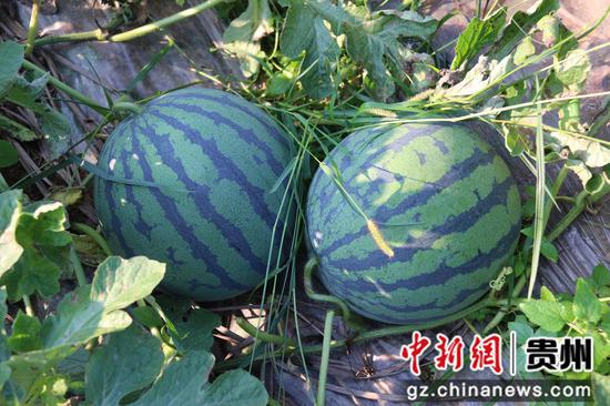 翠绿的西瓜 翠绿的西瓜