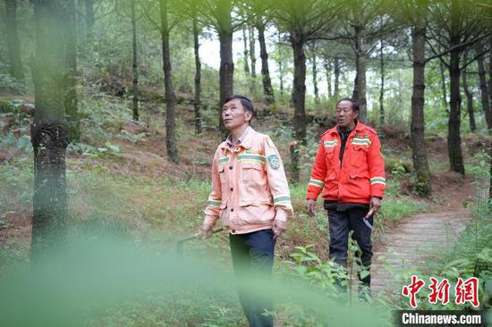 图为6月21日,王光德(前)与护林队员在巡山。周燕玲 摄 图为6月21日,王光德(前)与护林队员在巡山。周燕玲 摄