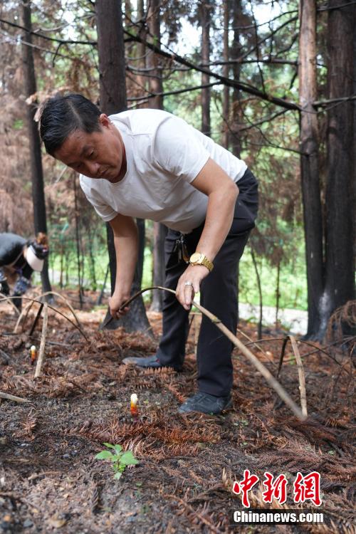 图为6月20日,玉龙村林下灵芝基地工作人员为灵芝“搭棚”。 图为6月20日,玉龙村林下灵芝基地工作人员为灵芝“搭棚”。
