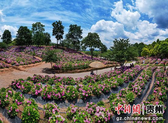 绣球花醉美游人。徐雁 绣球花醉美游人。徐雁