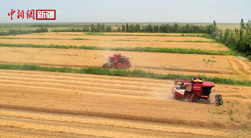 新疆若羌：2.5万亩冬小麦开镰收割