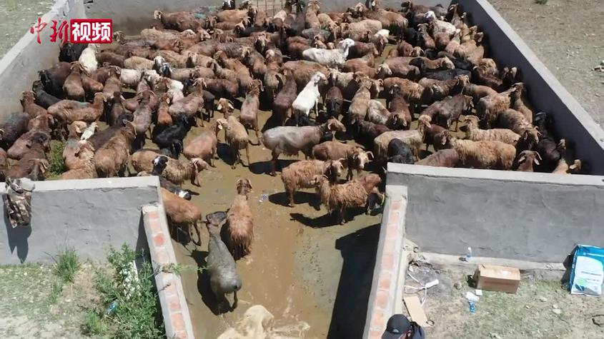 新疆：一百多万只羊儿洗药浴
