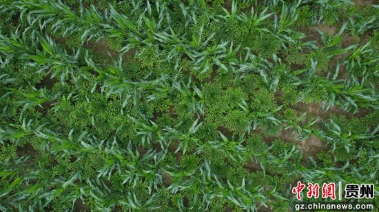 图为航拍册亨县惠册协作魔芋现代农业产业园。叶方杰 摄