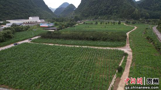 图为航拍册亨县惠册协作魔芋现代农业产业园。叶方杰 摄