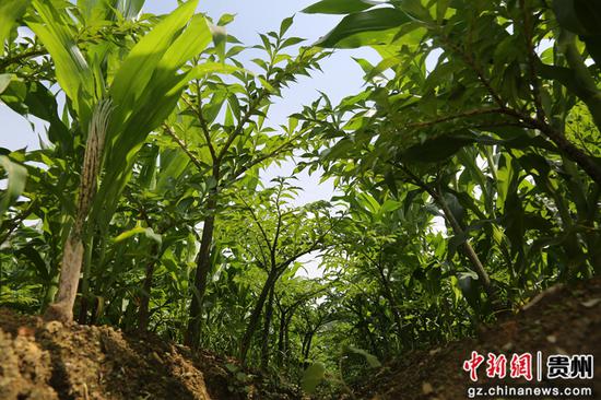 图为册亨县惠册协作魔芋现代农业产业园魔芋长势喜人。叶方杰 摄