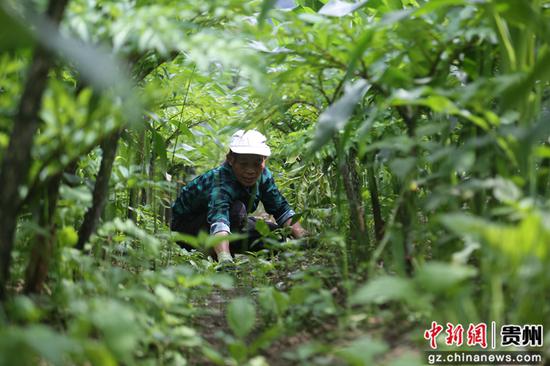 图为农户在册亨县惠册协作魔芋现代农业产业园魔芋除草。叶方杰 摄