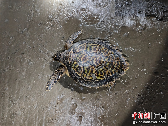 玳瑁回归大海 玳瑁回归大海