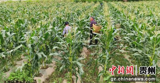 群众忙前忙后采摘玉米 群众忙前忙后采摘玉米