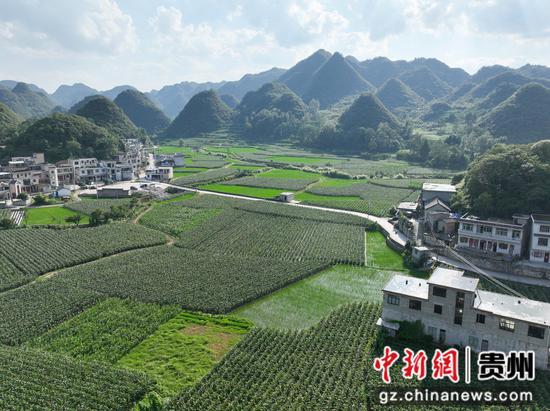 早熟甜糯玉米迎来采摘上市期 早熟甜糯玉米迎来采摘上市期