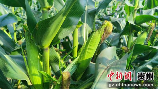 饱满鲜嫩的玉米 饱满鲜嫩的玉米