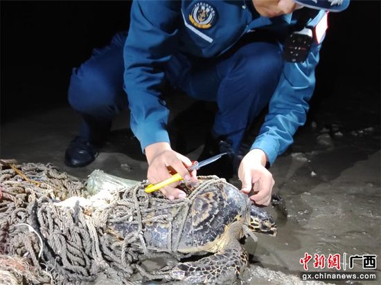 被渔网缠绕的玳瑁 被渔网缠绕的玳瑁