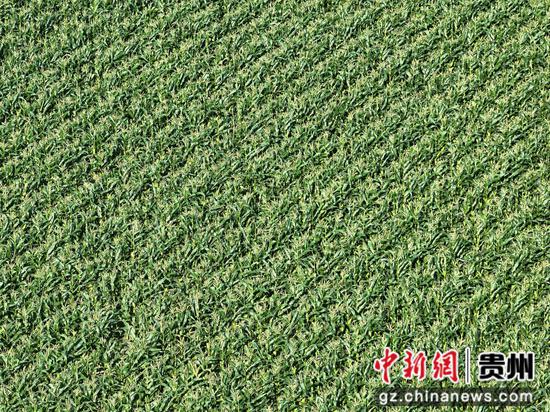 一排排玉米植株郁郁葱葱 一排排玉米植株郁郁葱葱