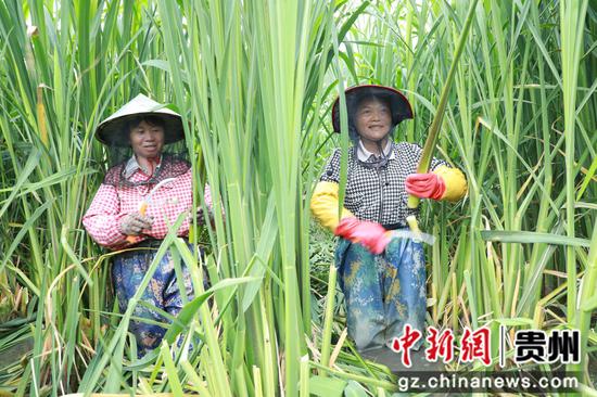 村民正在收割茭白