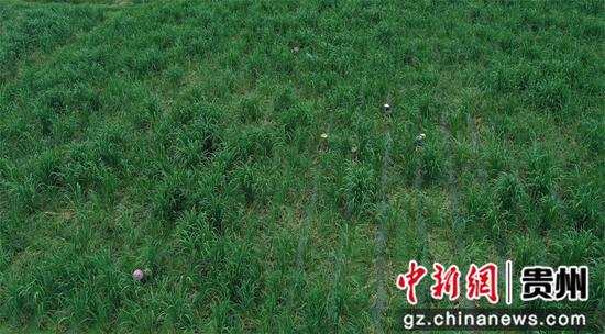 村民正在茭白田里收割茭白