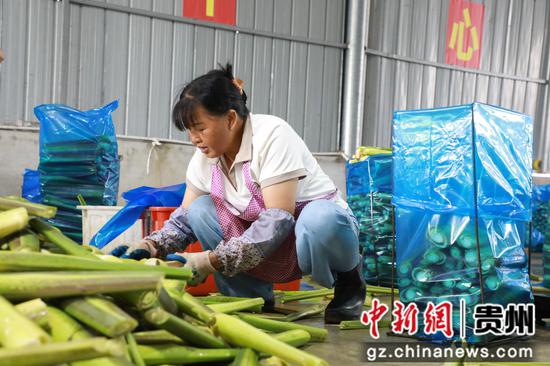 务工群众正在分拣茭白