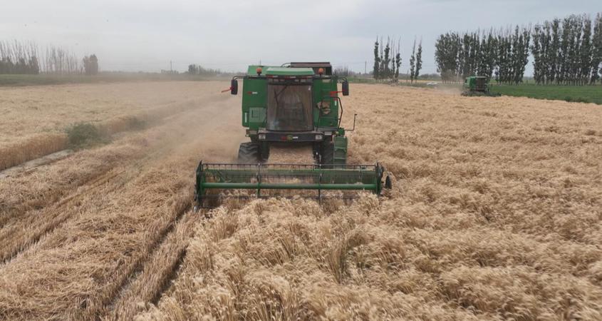 新疆兵团：小麦收割绘就田间好“丰”景
