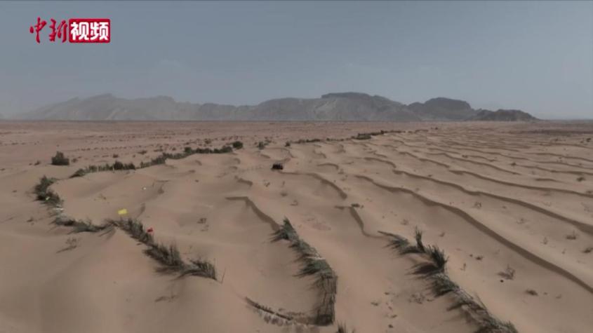 探访塔克拉玛干沙漠百万亩防风固沙生态林区