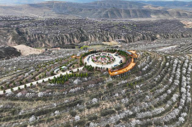 4月24日,万亩山花点缀彭阳旱作梯田。 中新社记者 于晶 摄 4月24日,万亩山花点缀彭阳旱作梯田。 中新社记者 于晶 摄