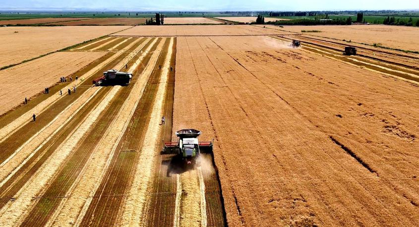 新疆察布查尔县34.66万亩小麦收割好“丰”年