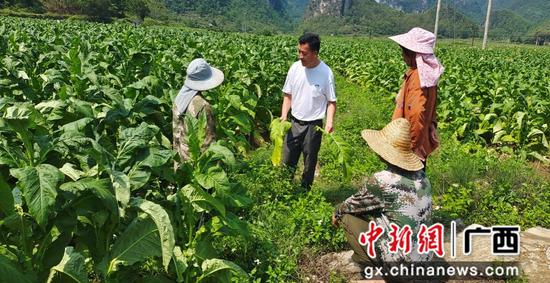 图为德保县局烟叶工作人员指导那甲巴深烟农灾后自救工作。石东妮 摄 图为德保县局烟叶工作人员指导那甲巴深烟农灾后自救工作。石东妮 摄