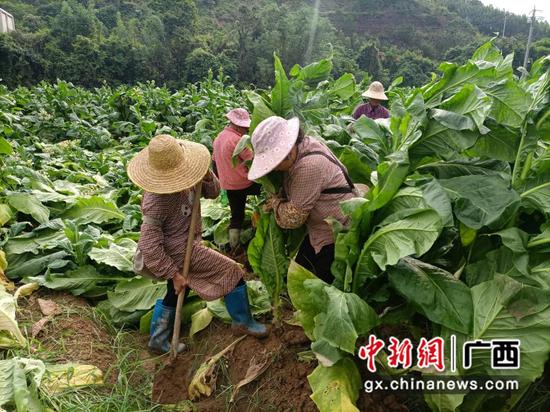 图为烟技员指导烟农风灾后扶正烟叶。黄远成 摄 图为烟技员指导烟农风灾后扶正烟叶。黄远成 摄