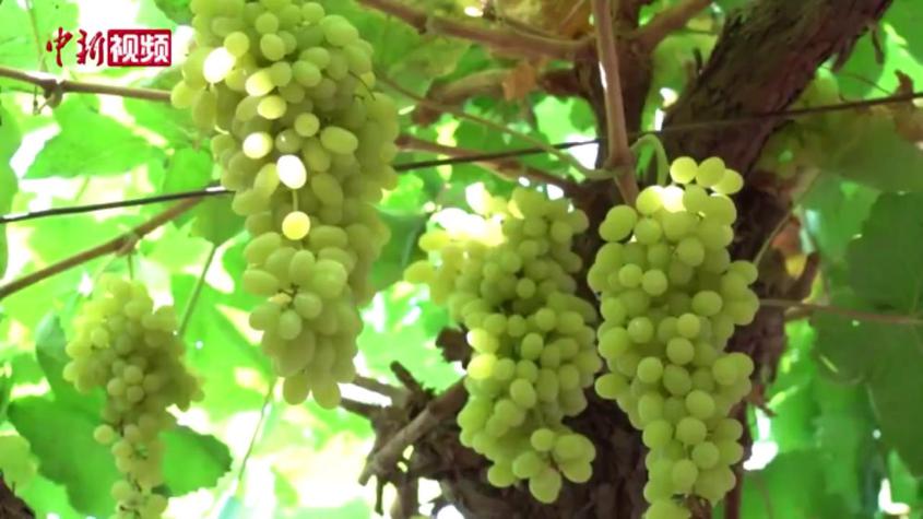 吐鲁番葡萄陆续成熟上市