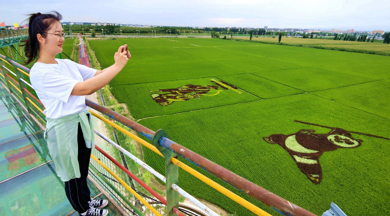 7月9日，游客一張張拍照形色各異的稻田畫(huà)。華巖明攝