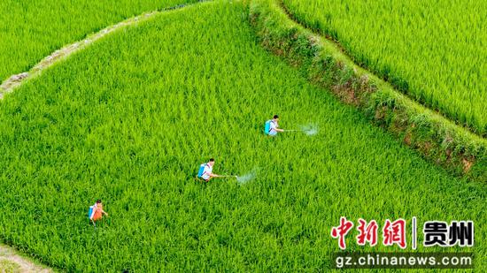沫阳镇红星村村民将制作好的酵素用于水稻除虫。 沫阳镇红星村村民将制作好的酵素用于水稻除虫。