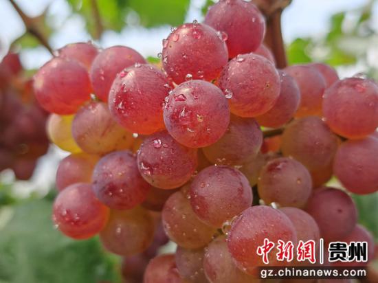 成熟的隆兴葡萄 成熟的隆兴葡萄