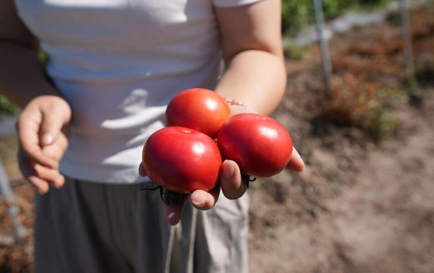 一五〇团番茄迎来丰收季 助力农业转型升级